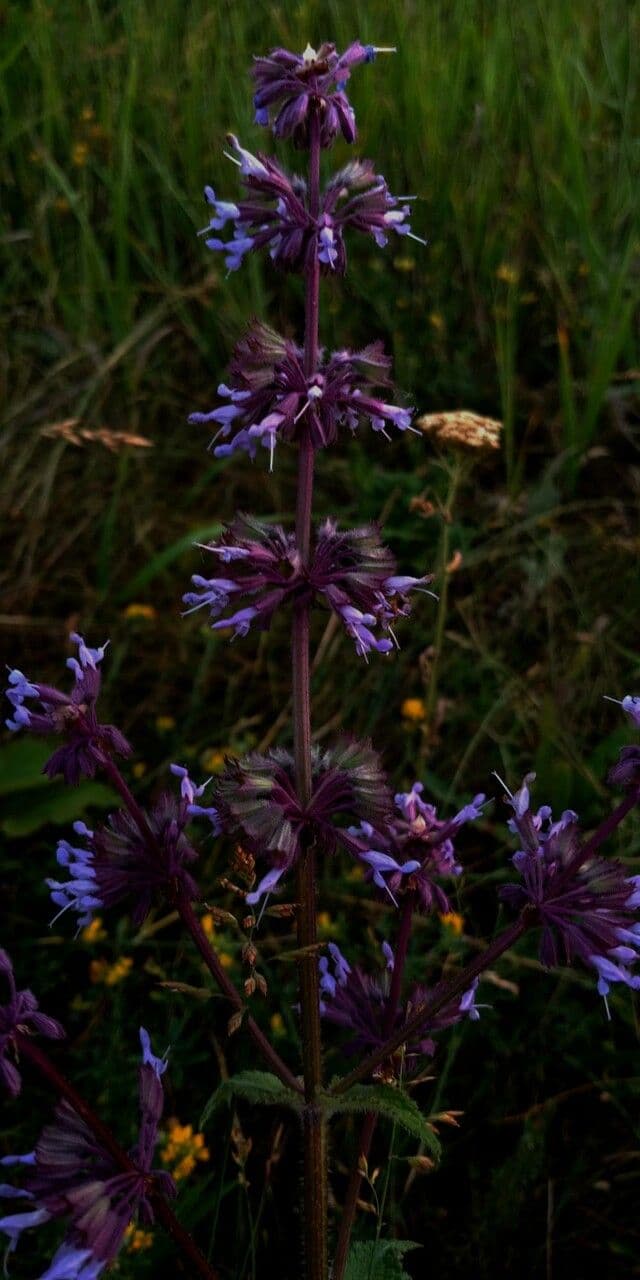 Salvia verticillata 9