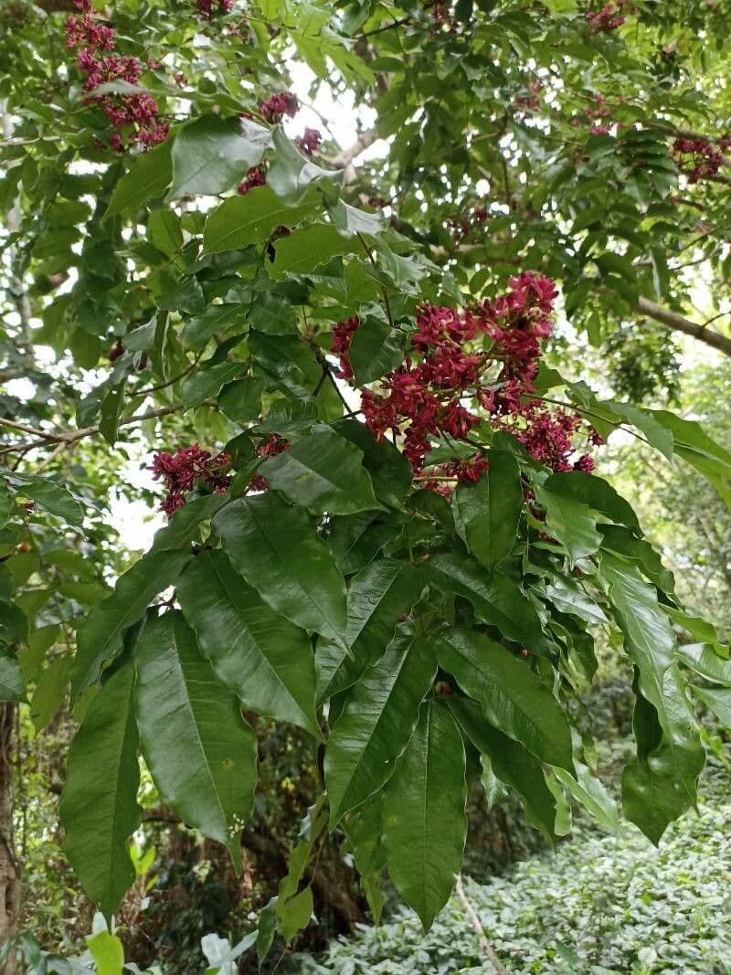 Andira inerme 3