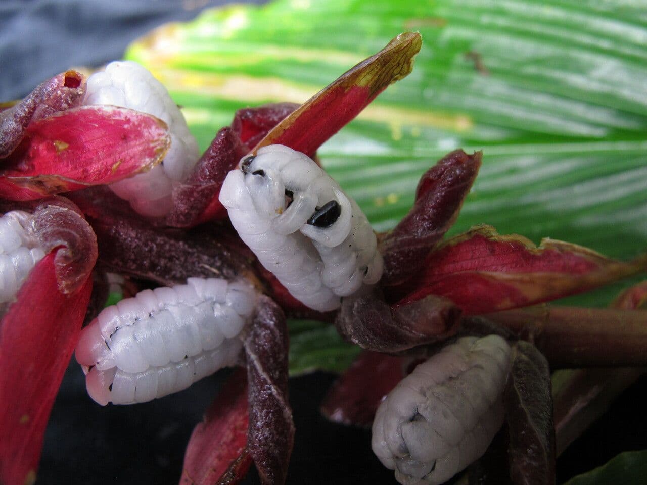 Cautleya 9
