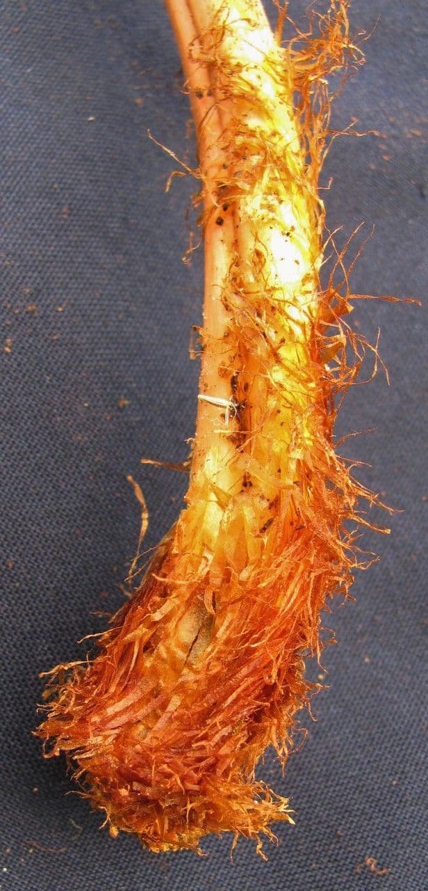 Olfersia 2