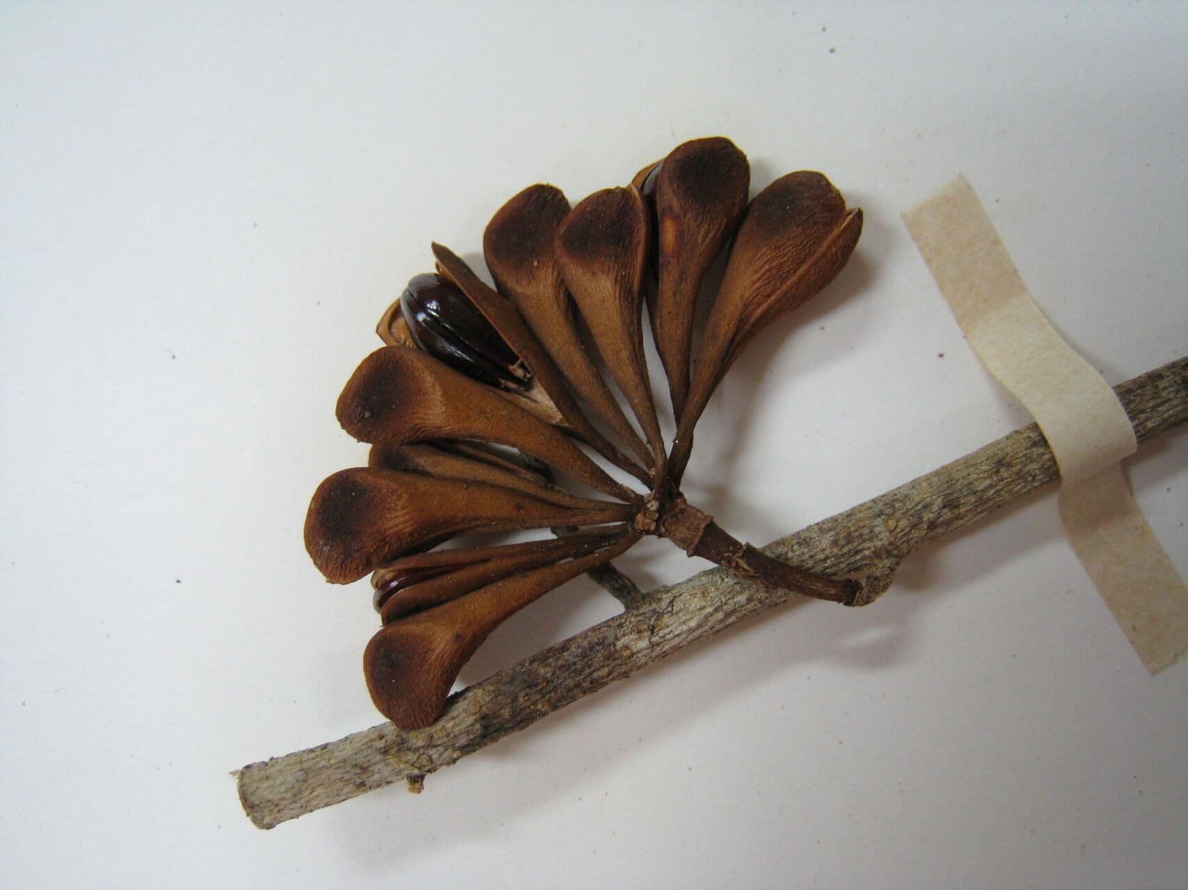 Anaxagorea 13