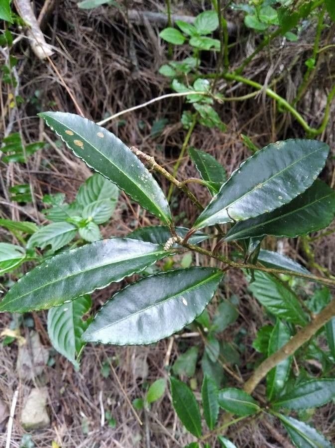 Ardisia crenata 17