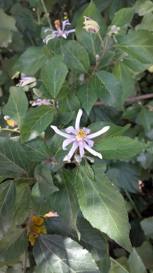 Grewia occidental 9