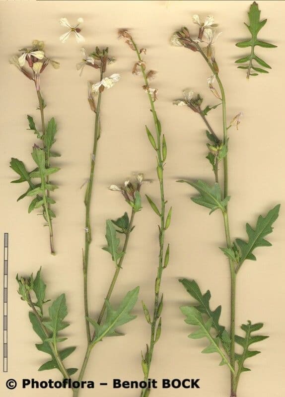 Rucola 30