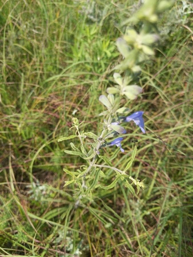Salvia azurea 9