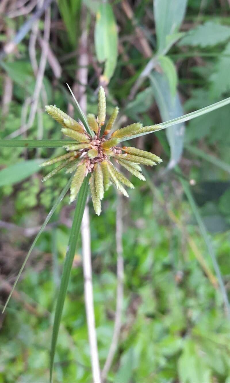 Zigolo 3