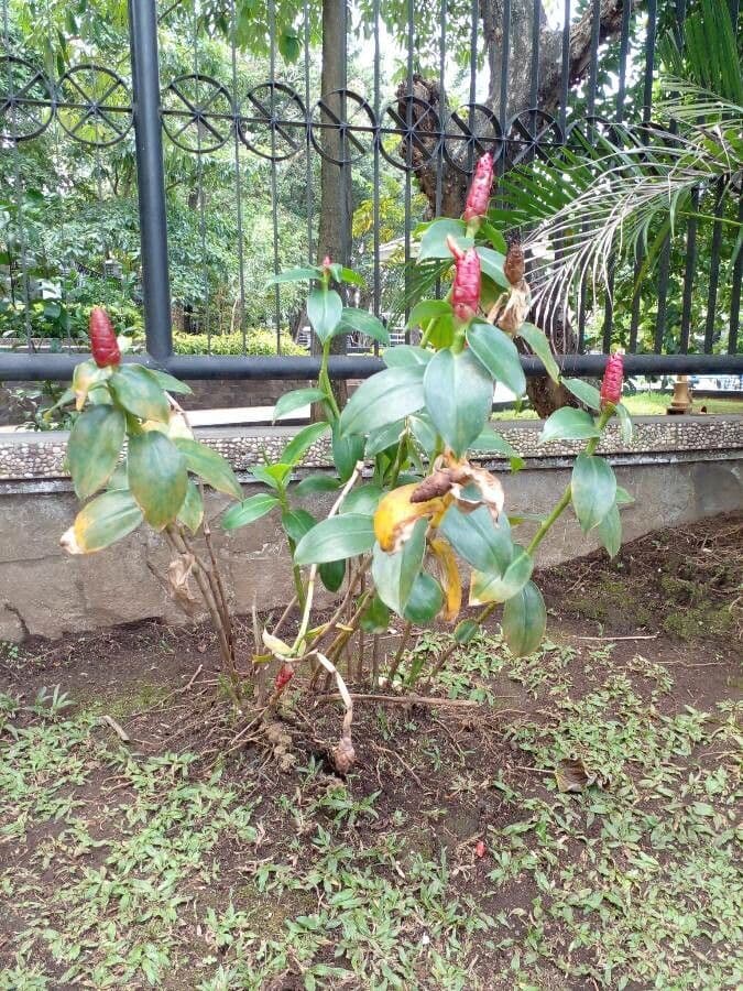 Costus spiralé 7