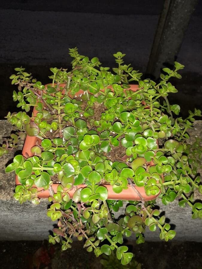 Crassula 4