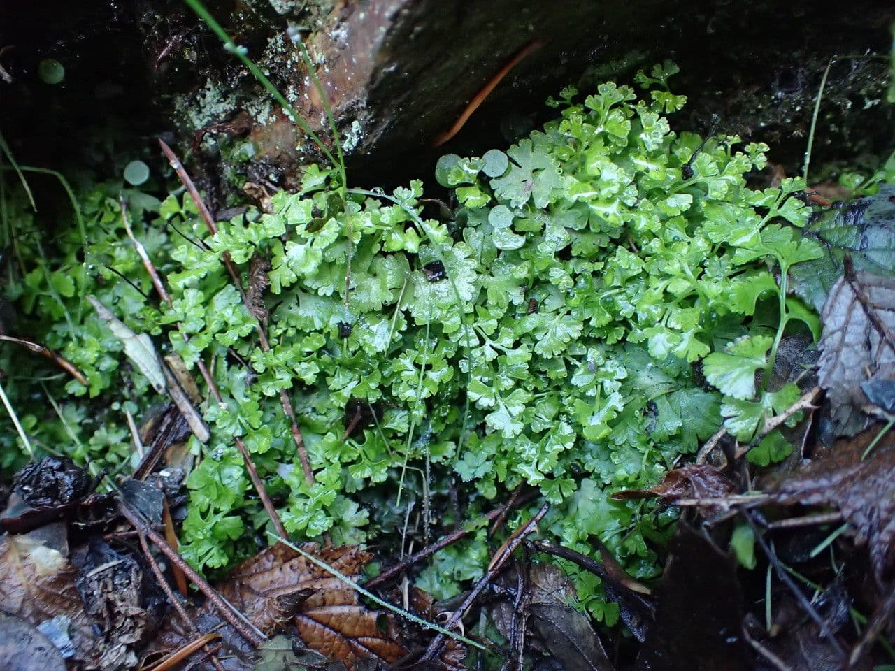 Anogramma leptophylla 9