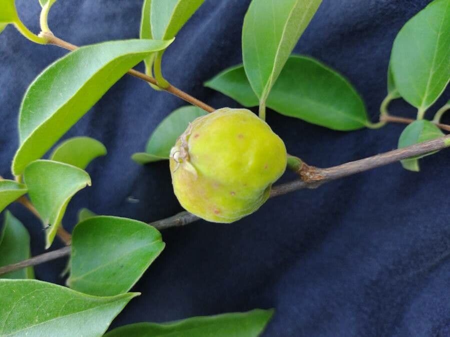 Eugenia 2