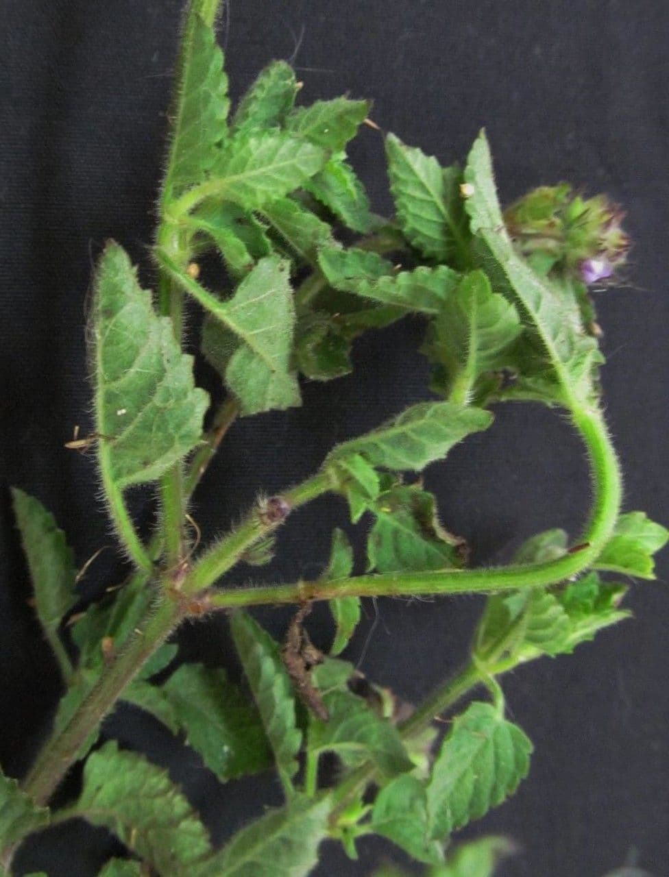 Marsypianthes 20