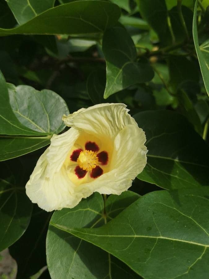 Pappelblättrige Hibiskus 6