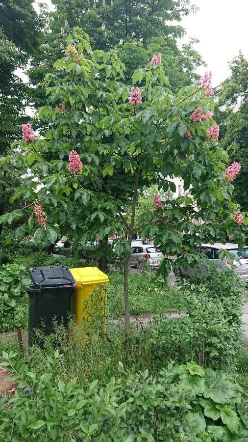 Ippocastano rosso 14