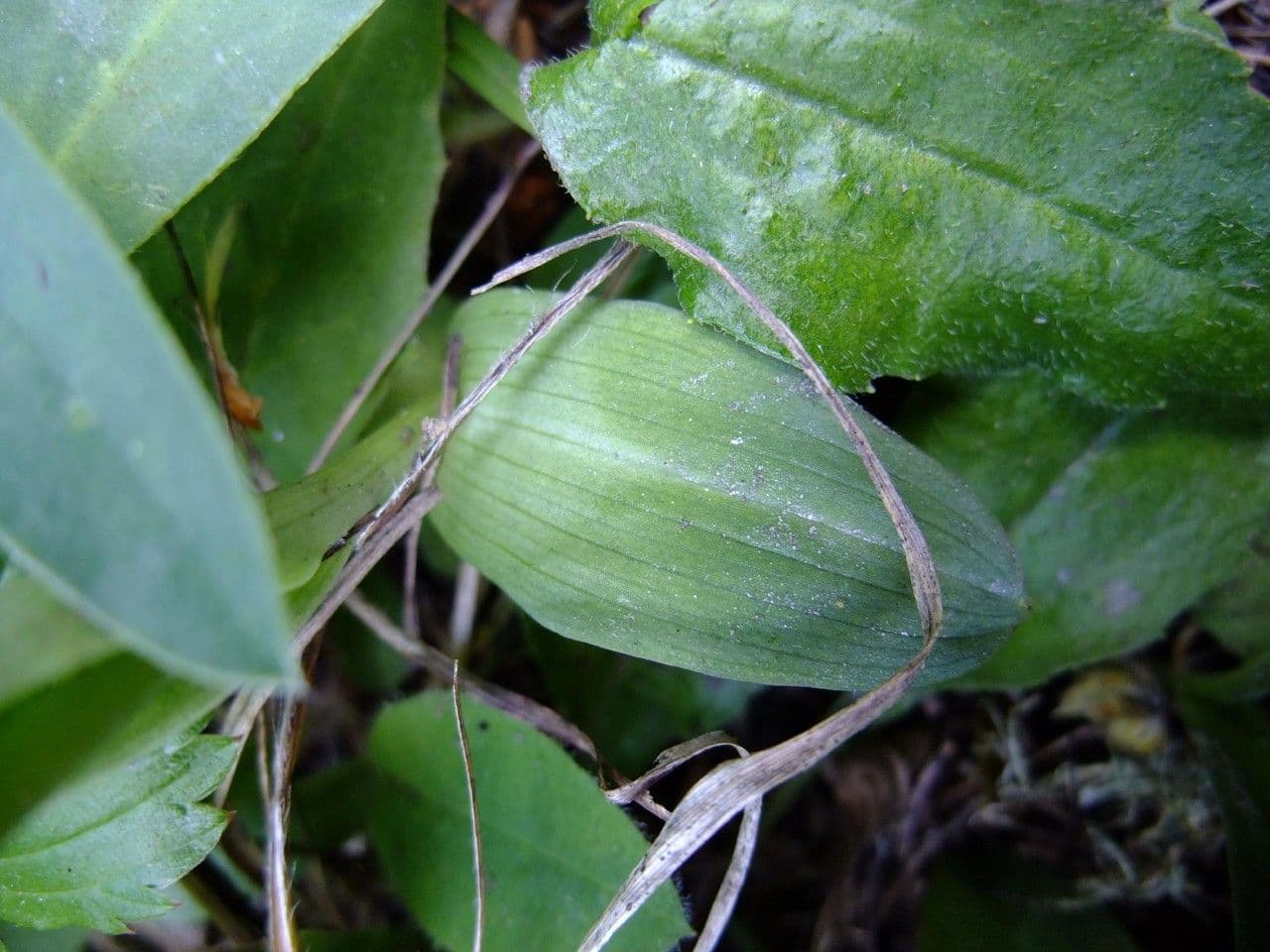 Orchide bruciacchiata 14