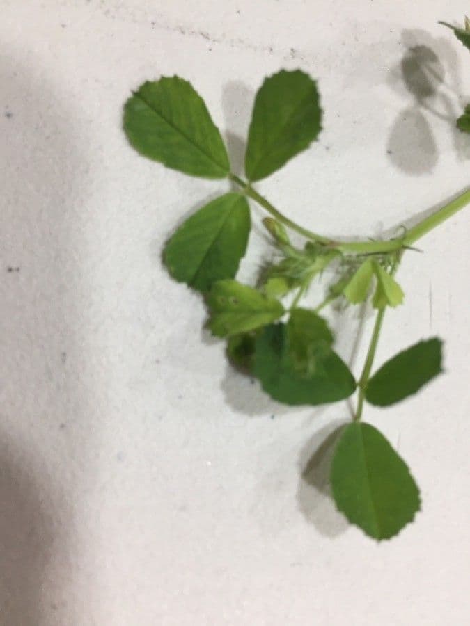 Erba medica orbicolare 19