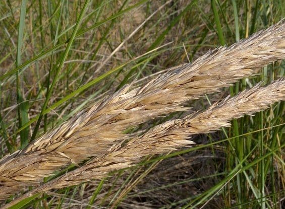 American beach grass 5