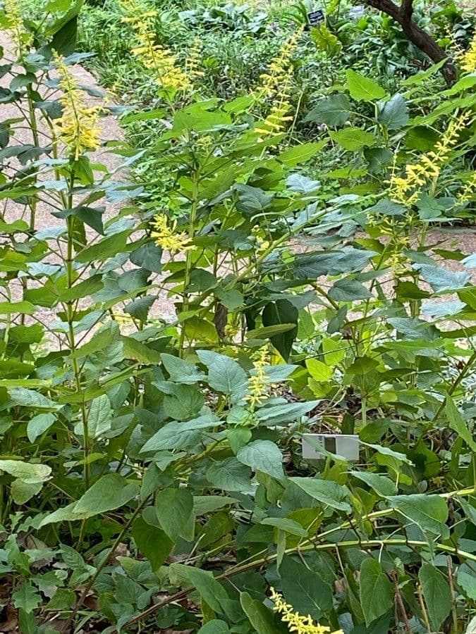 Salvia 5