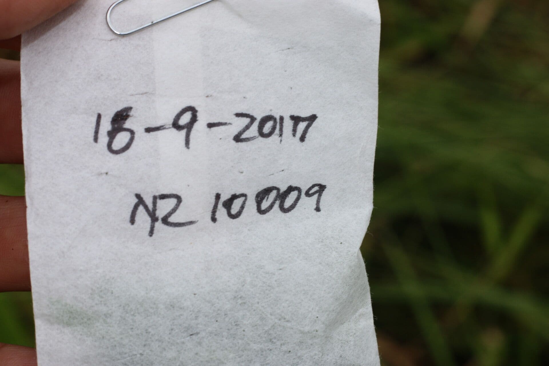 Zornia reticolata 18