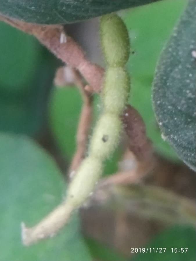 Desmodium