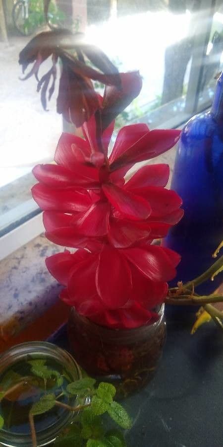 Zázvor purpurový 26