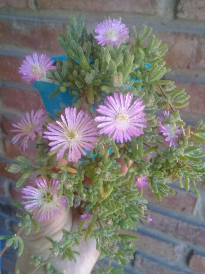 Flor di rugiada ispida 9