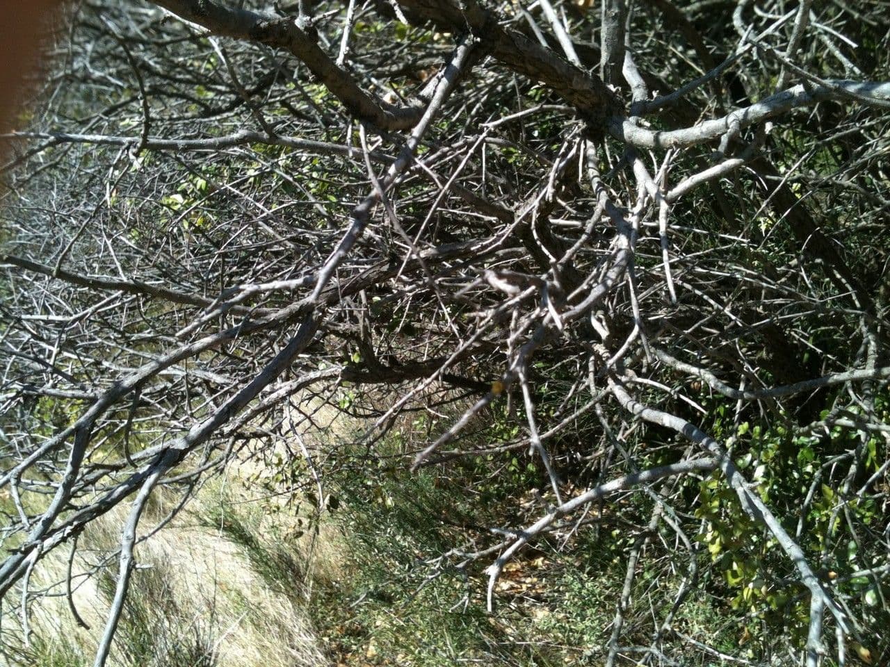 Anagyris fetida 13