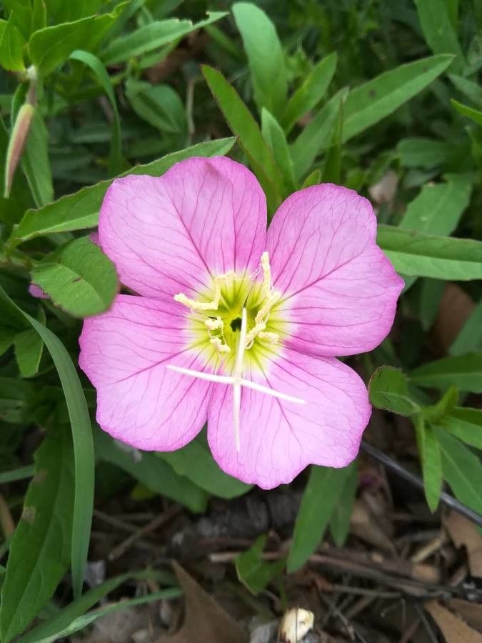 Enotera rosa 8