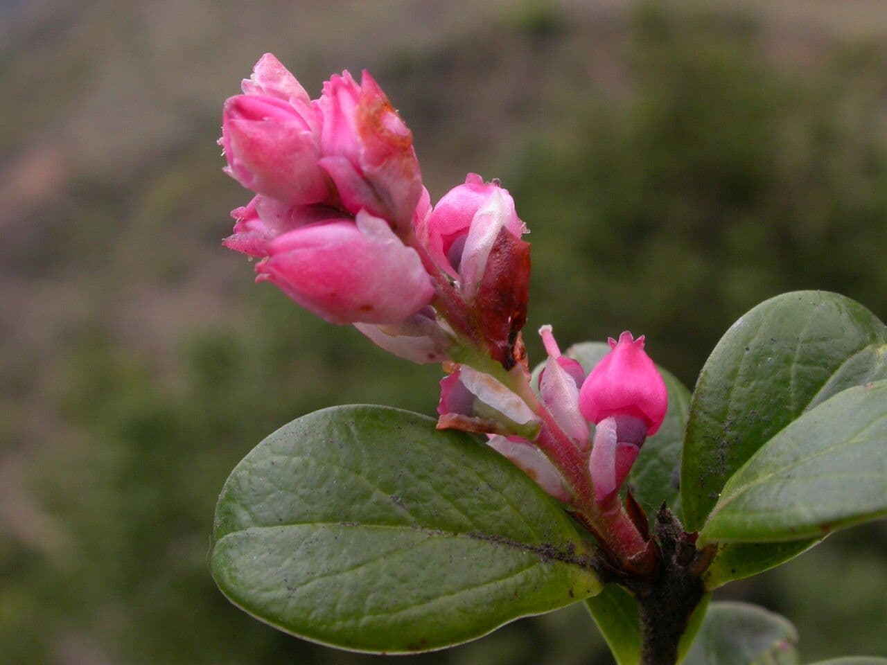 Gaultheria 3