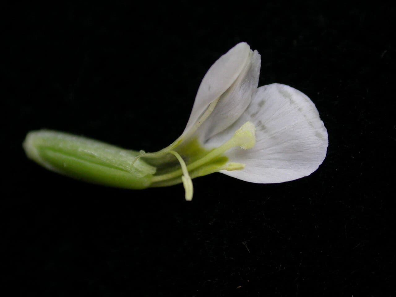 Canscora 6