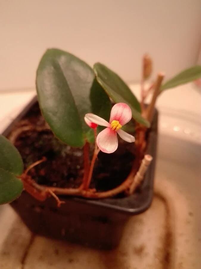 Begonia 3