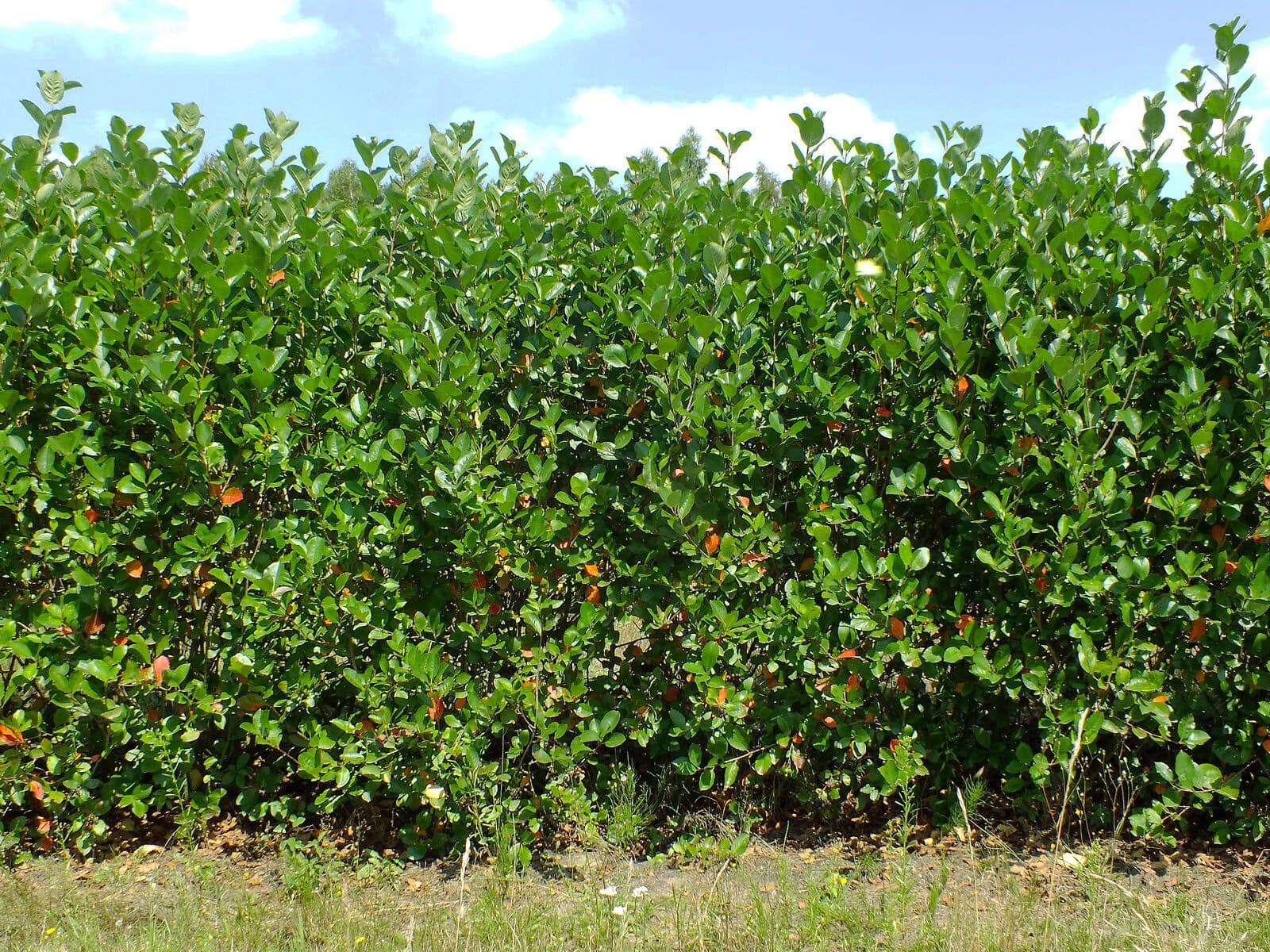 Aronia nera 15