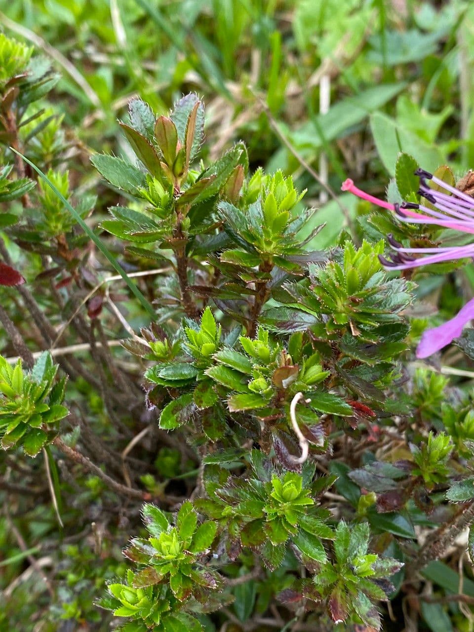 Rhodothamnus 14