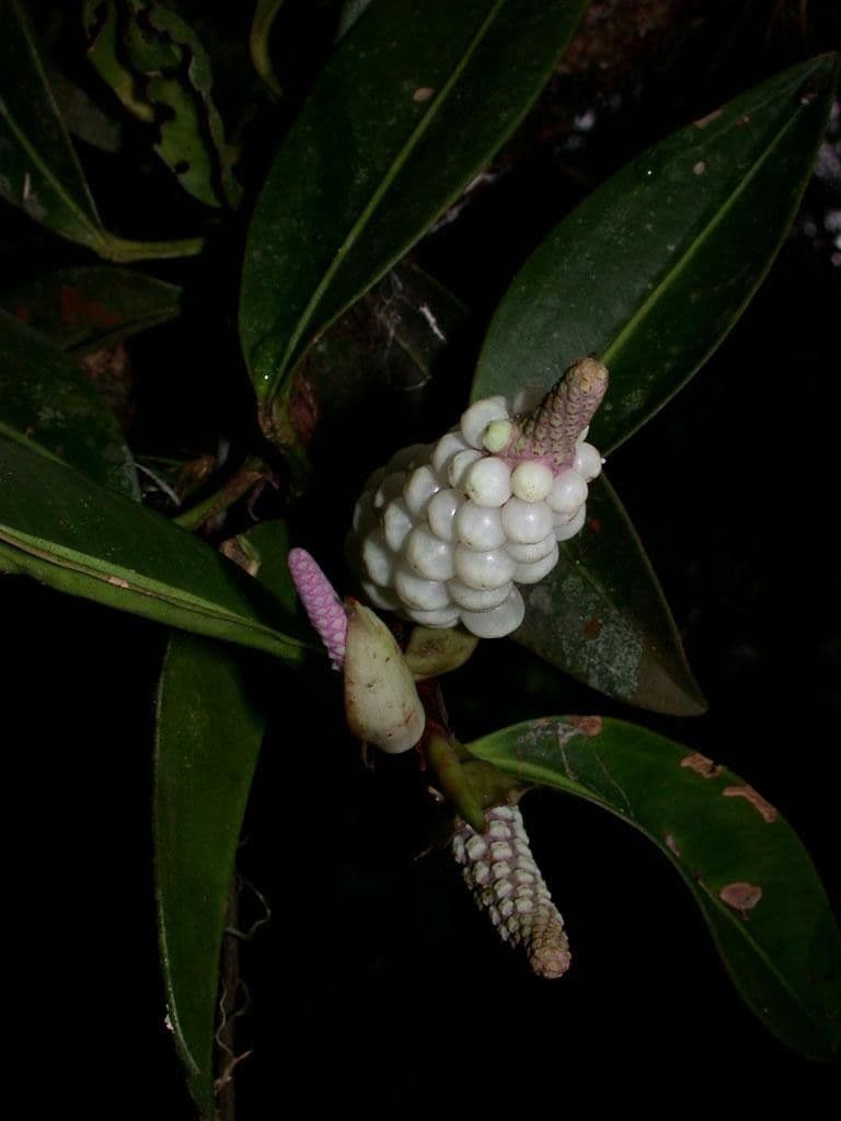 Anthurium 18