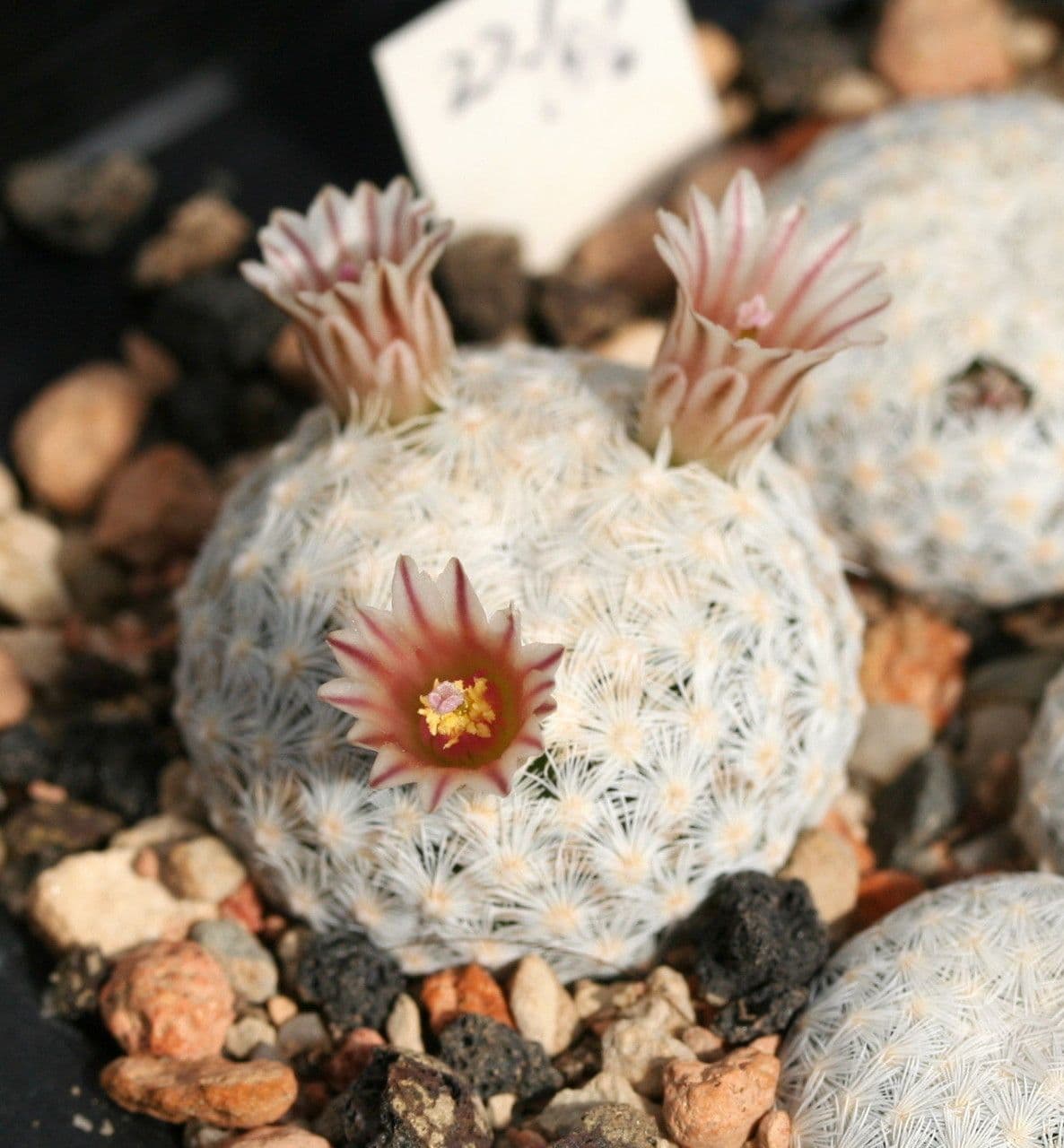 Kakteus lasiacantha 4