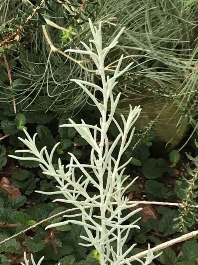 Eremophila 12