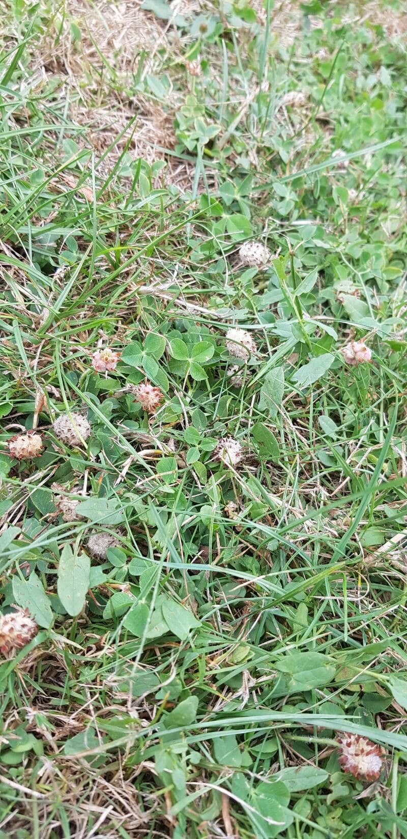 Erdbeerklee 15