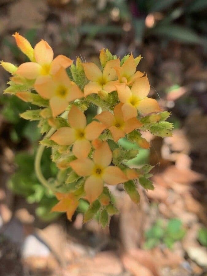 Kalanchoe 3