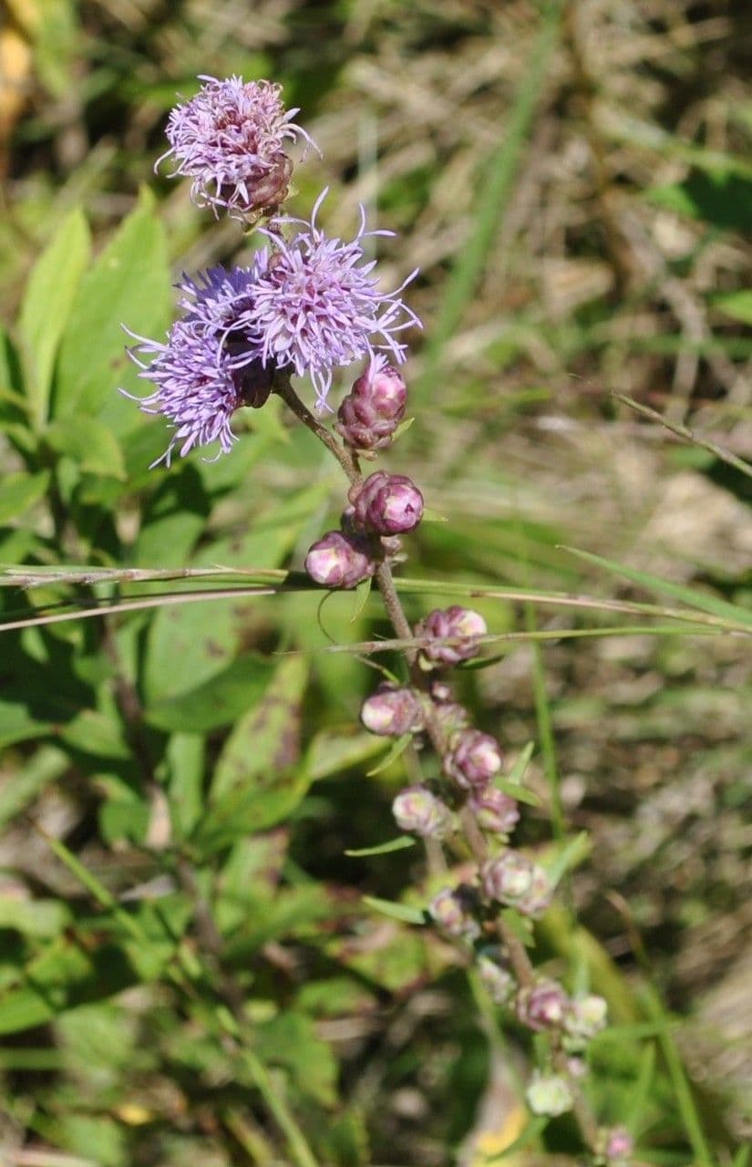 Liatris aspra 9