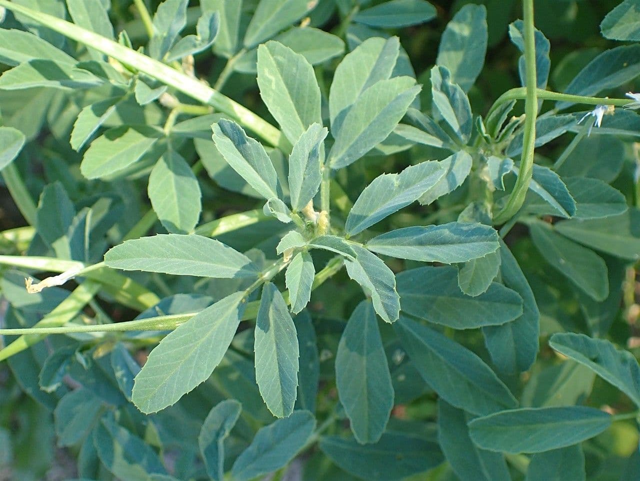 Sénégrain 10