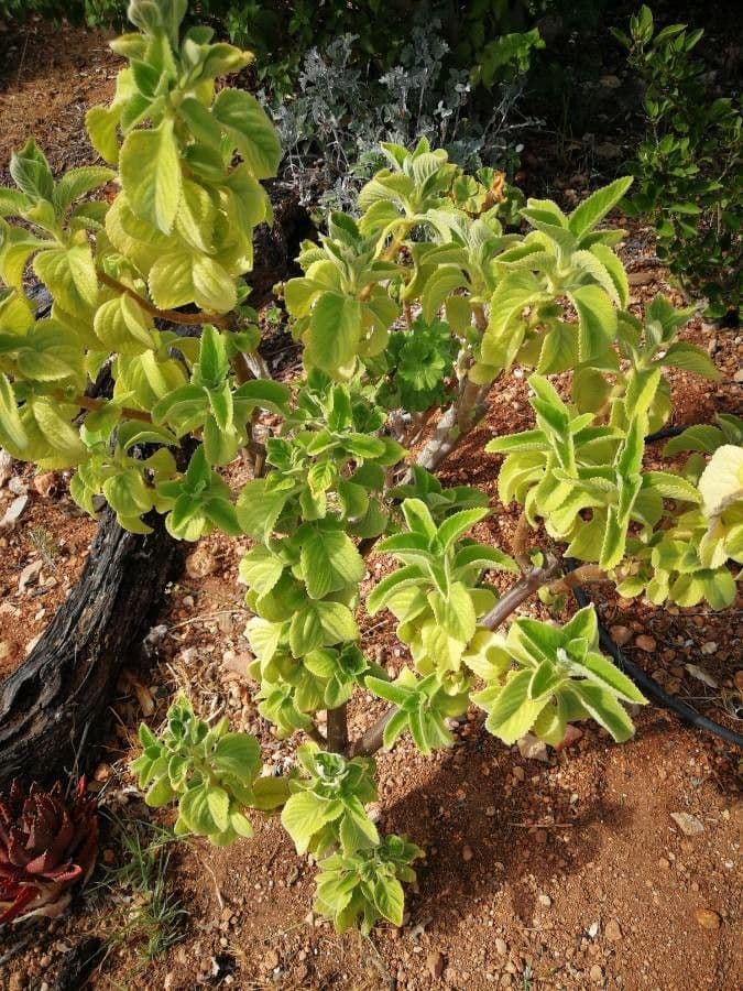 Salvia 8