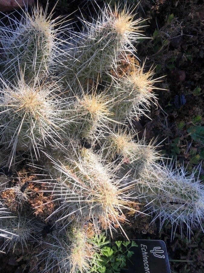 Cactus 4