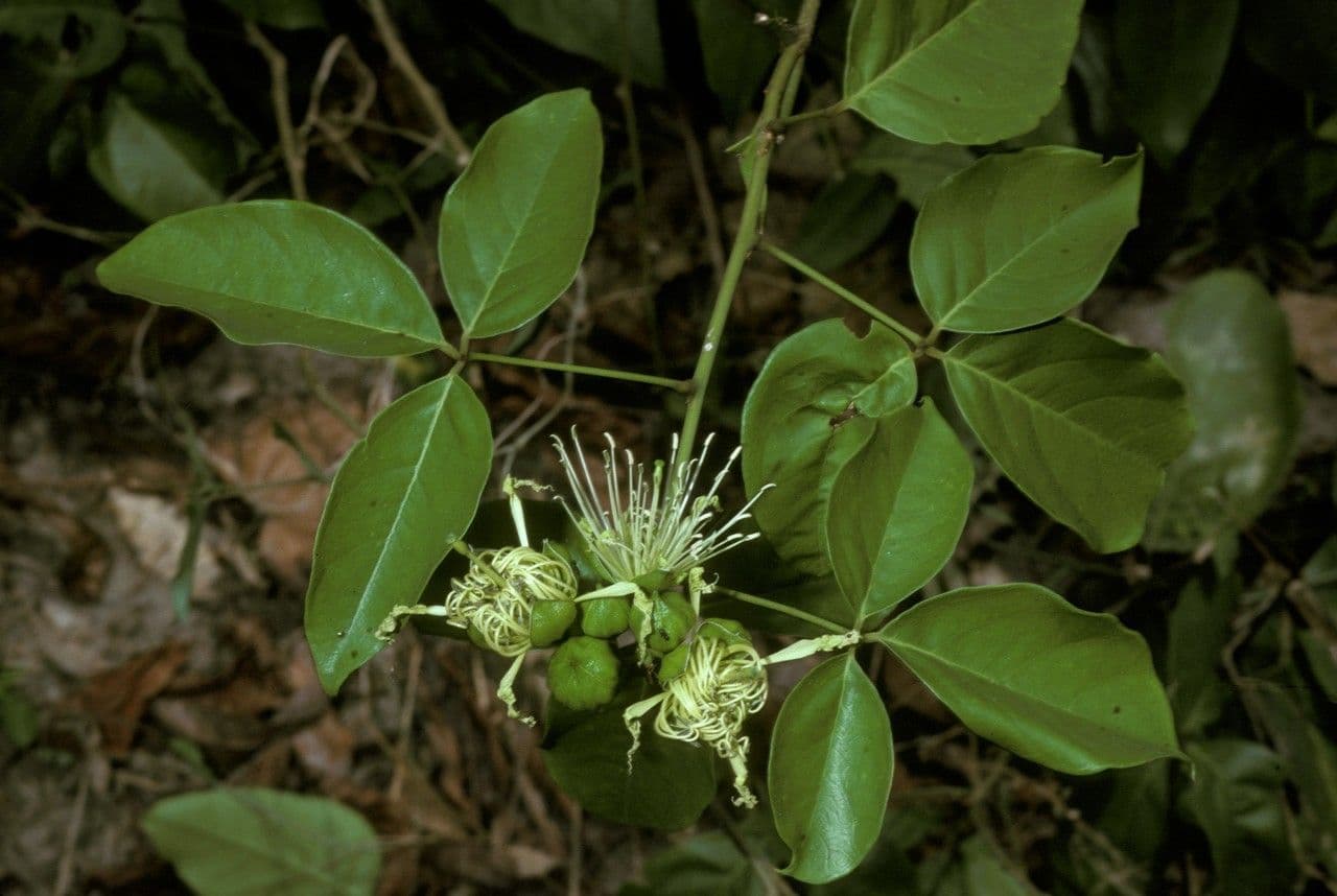 Crateva religiosa 3
