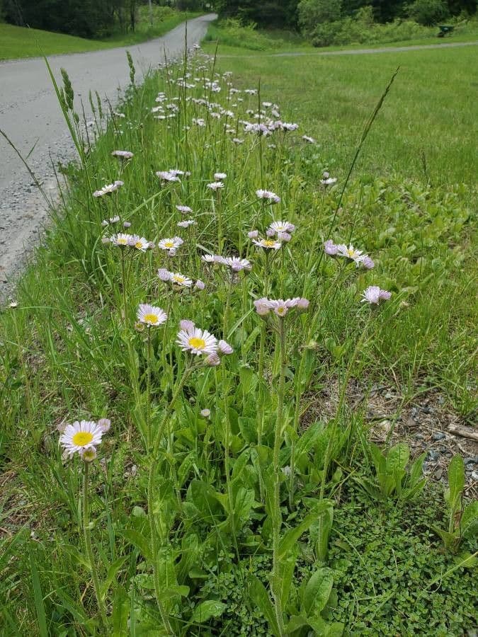 Erigeron 2