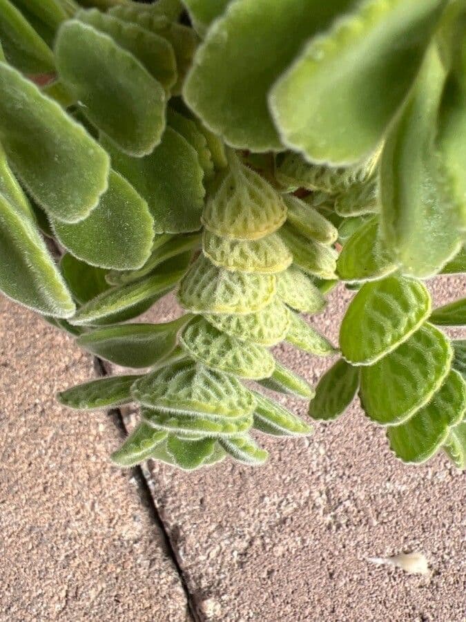 Plectranthus 11