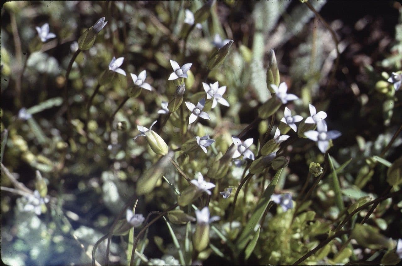 Comastoma tenellum 10