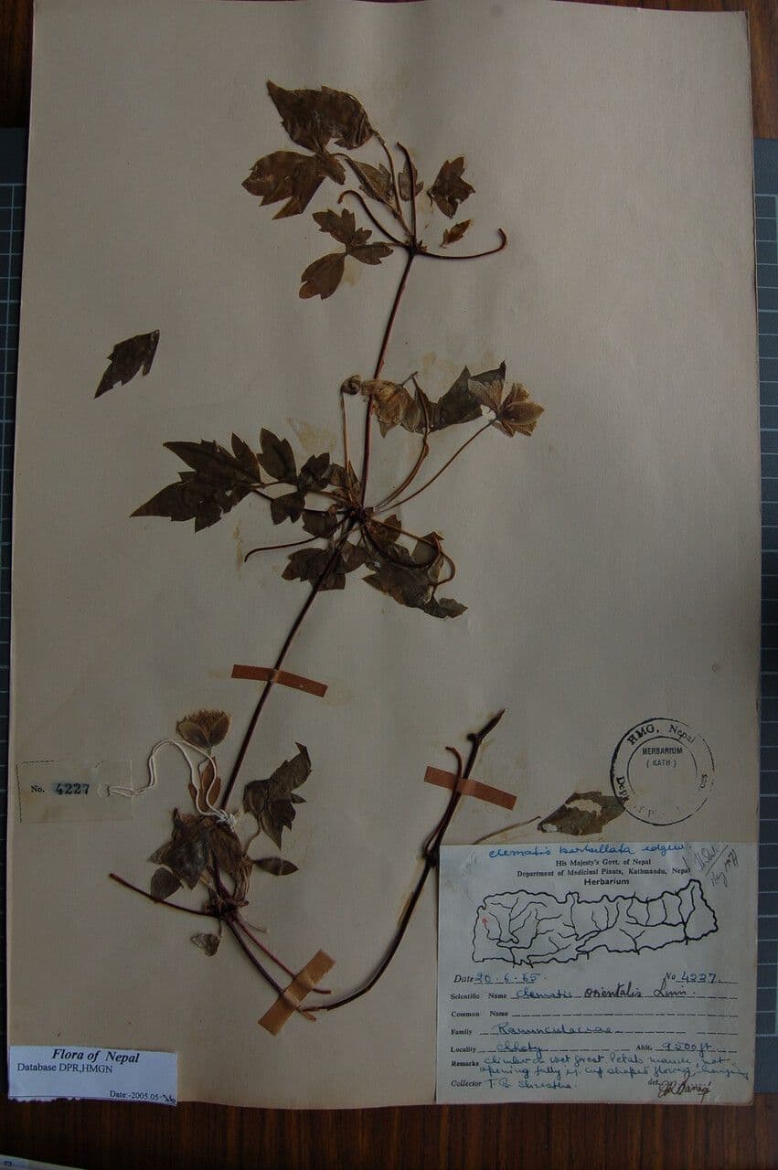 Clematis 9