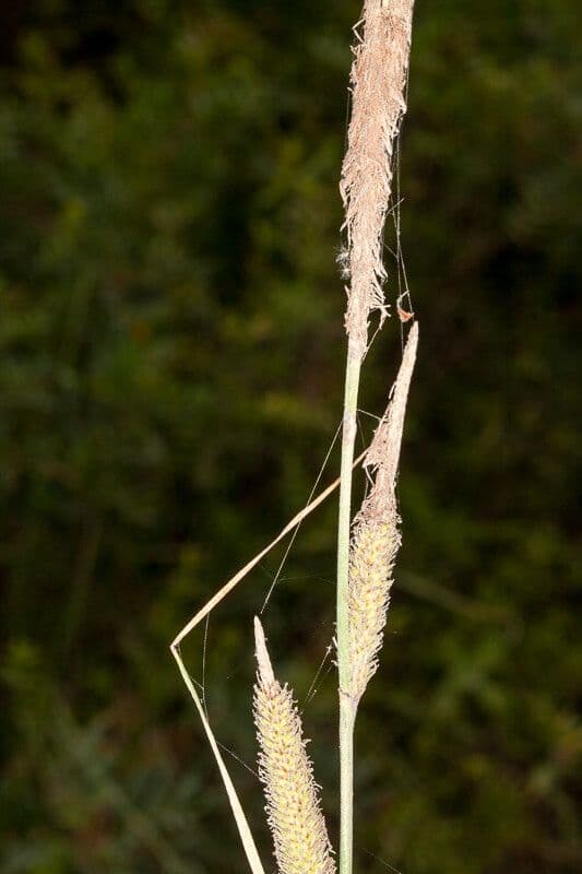 Carex hispida 3