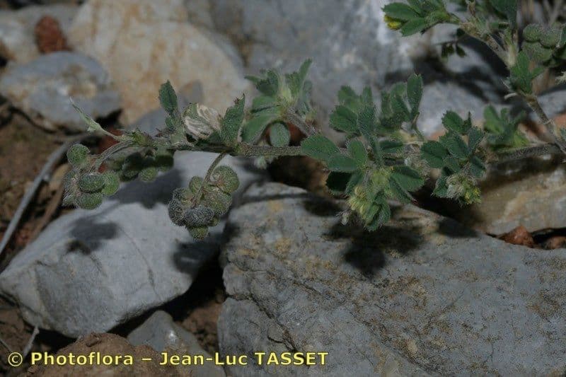 Medicago 15
