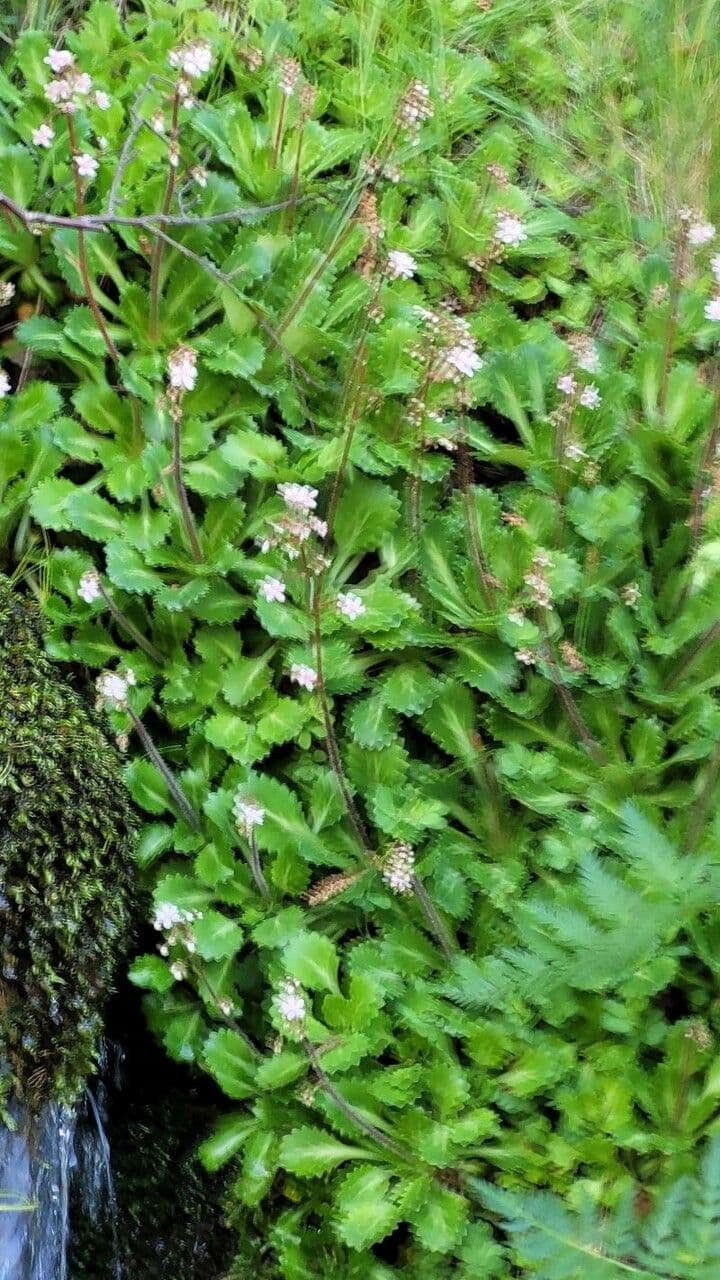 Sassifraga spatolata 3