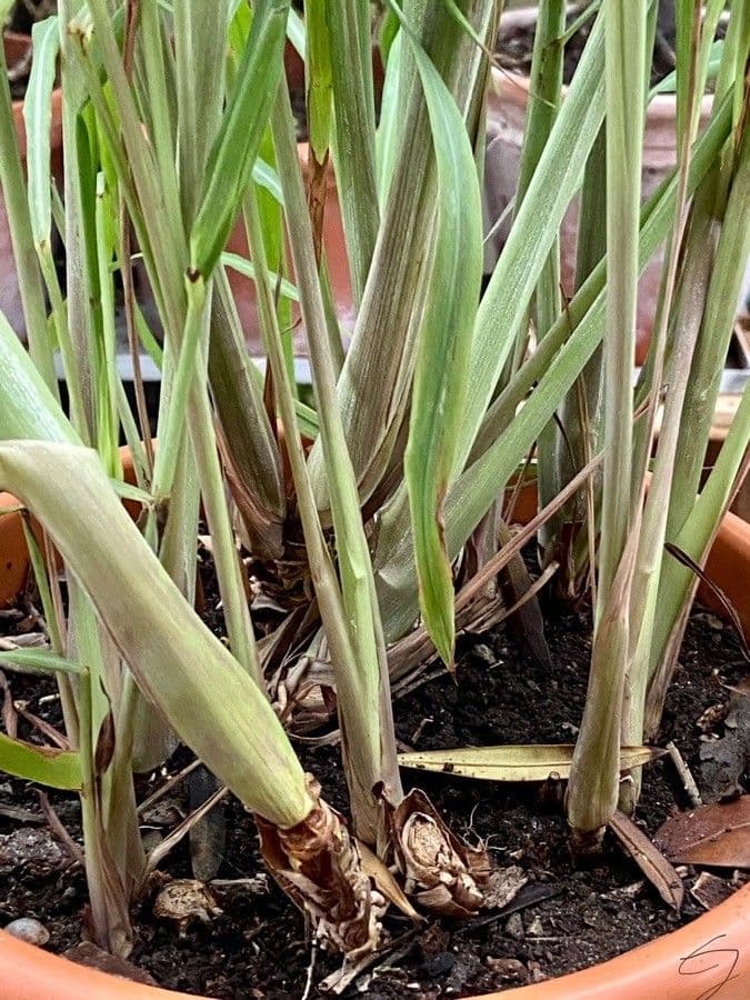 Citronella